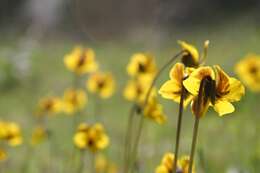 Viola pedunculata Torr. & Gray resmi