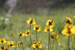 Viola pedunculata Torr. & Gray resmi