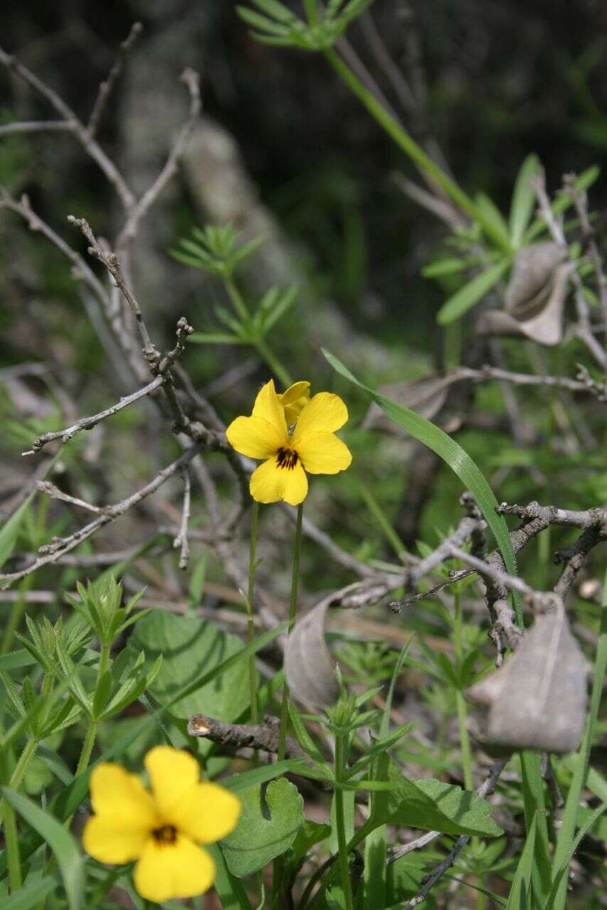 Viola pedunculata Torr. & Gray resmi