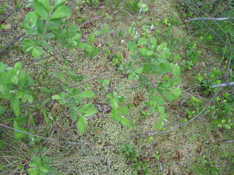 Image of eared willow