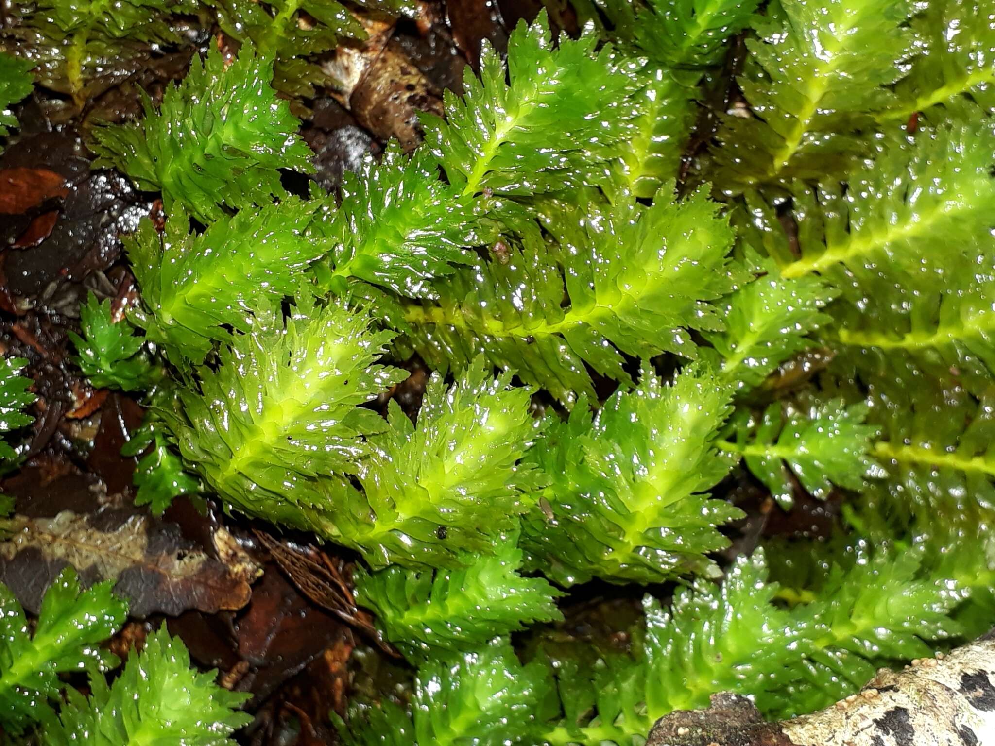 Image of Schistochila appendiculata (Hook.) Dumort. ex Trevis.