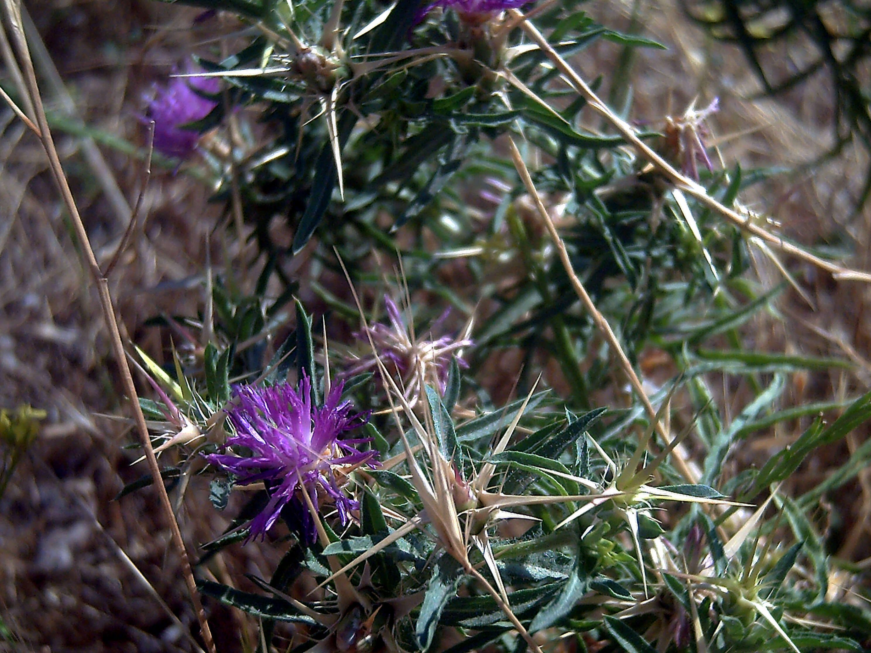 Image of red star-thistle