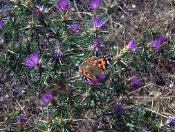 Image of red star-thistle