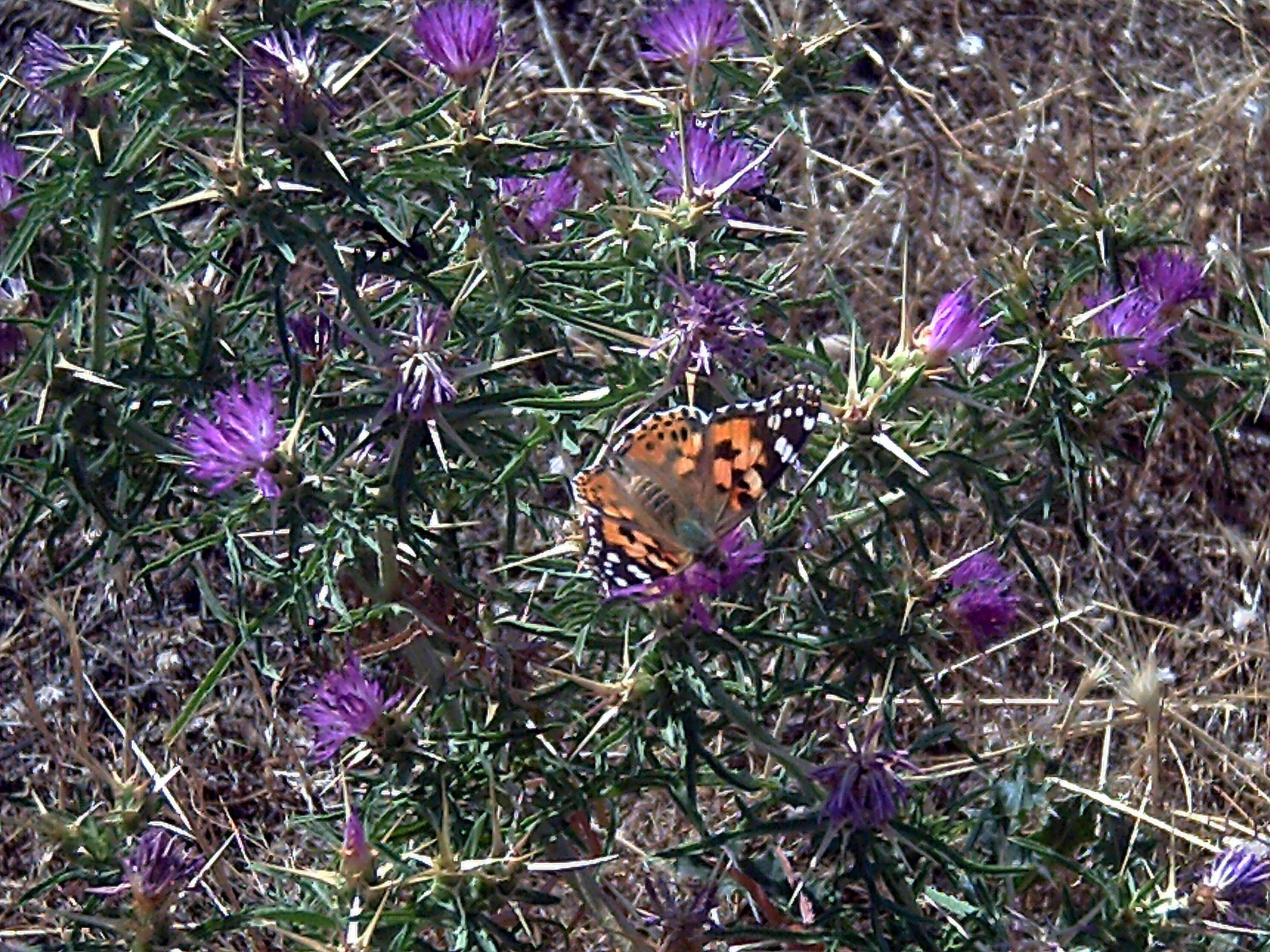 Image of red star-thistle