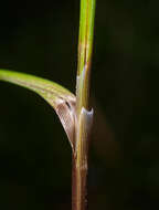 Image de Carex uncinata L. fil.