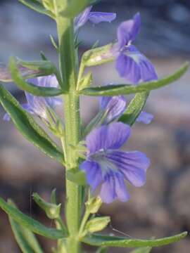 Слика од Stemodia florulenta W. R. Barker