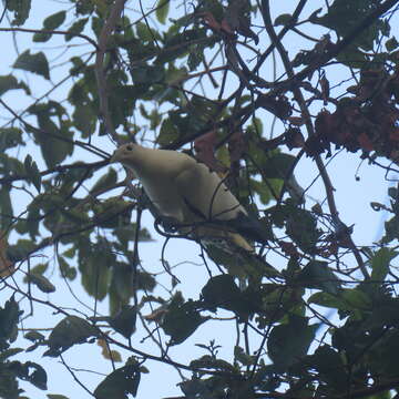 Image of Torresian Imperial-Pigeon