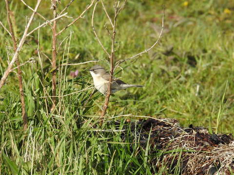 Image of Lesser Whitethroat