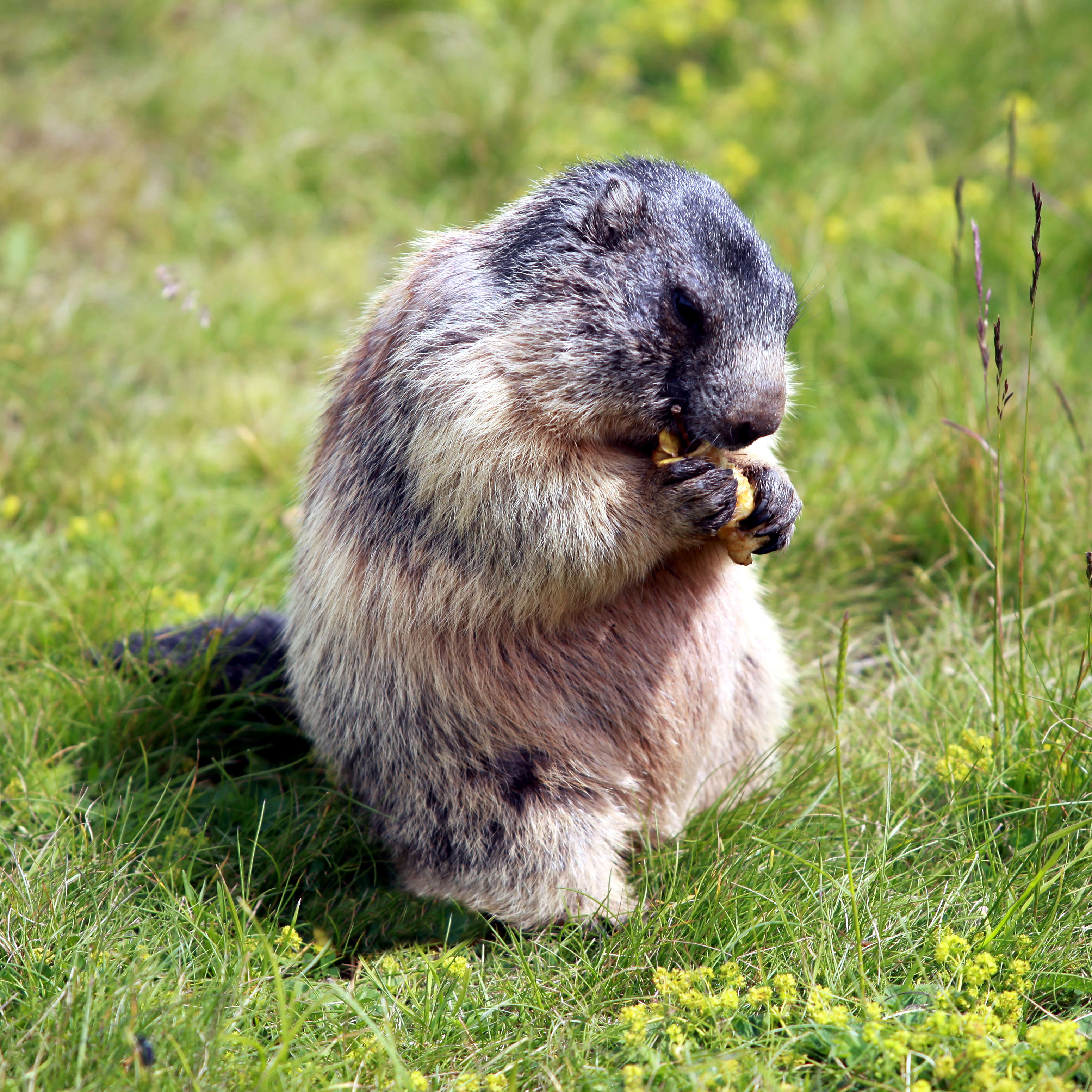 Imagem de Marmota marmota (Linnaeus 1758)