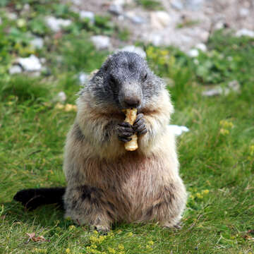 Image of Alpine Marmot