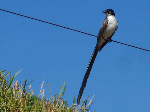 Image of Fork-tailed Flycatcher