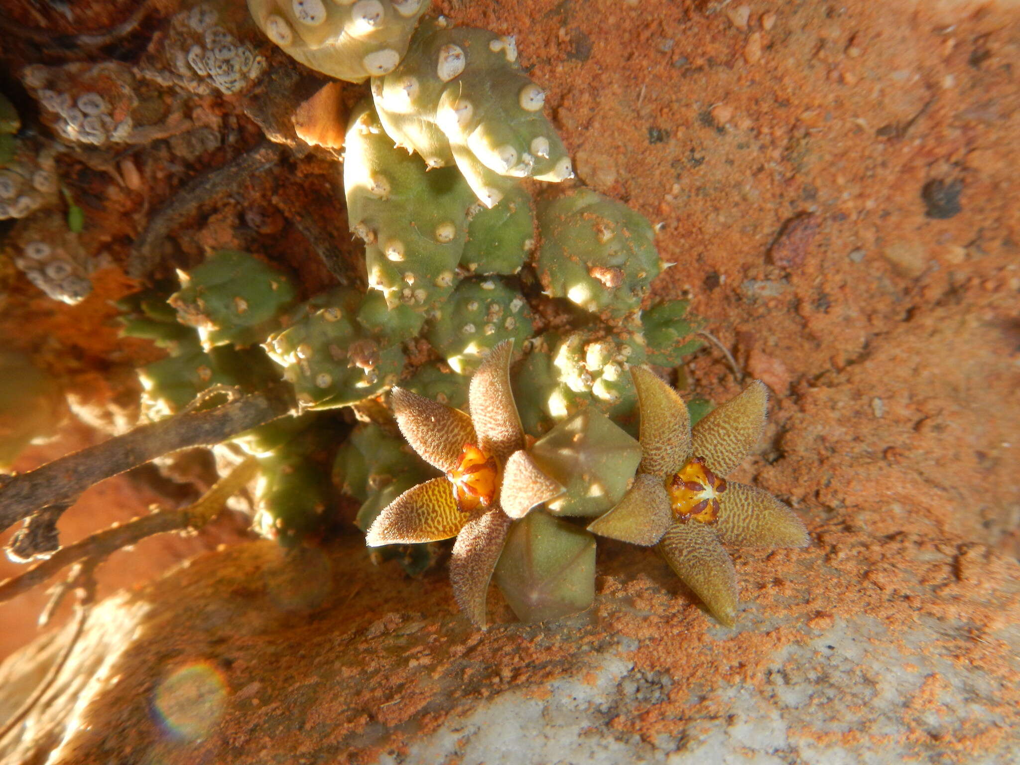 Image de Ceropegia geminata subsp. geminata