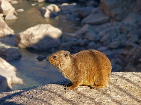 Image of Rock Hyrax