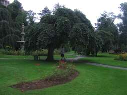 Image of Wych elm