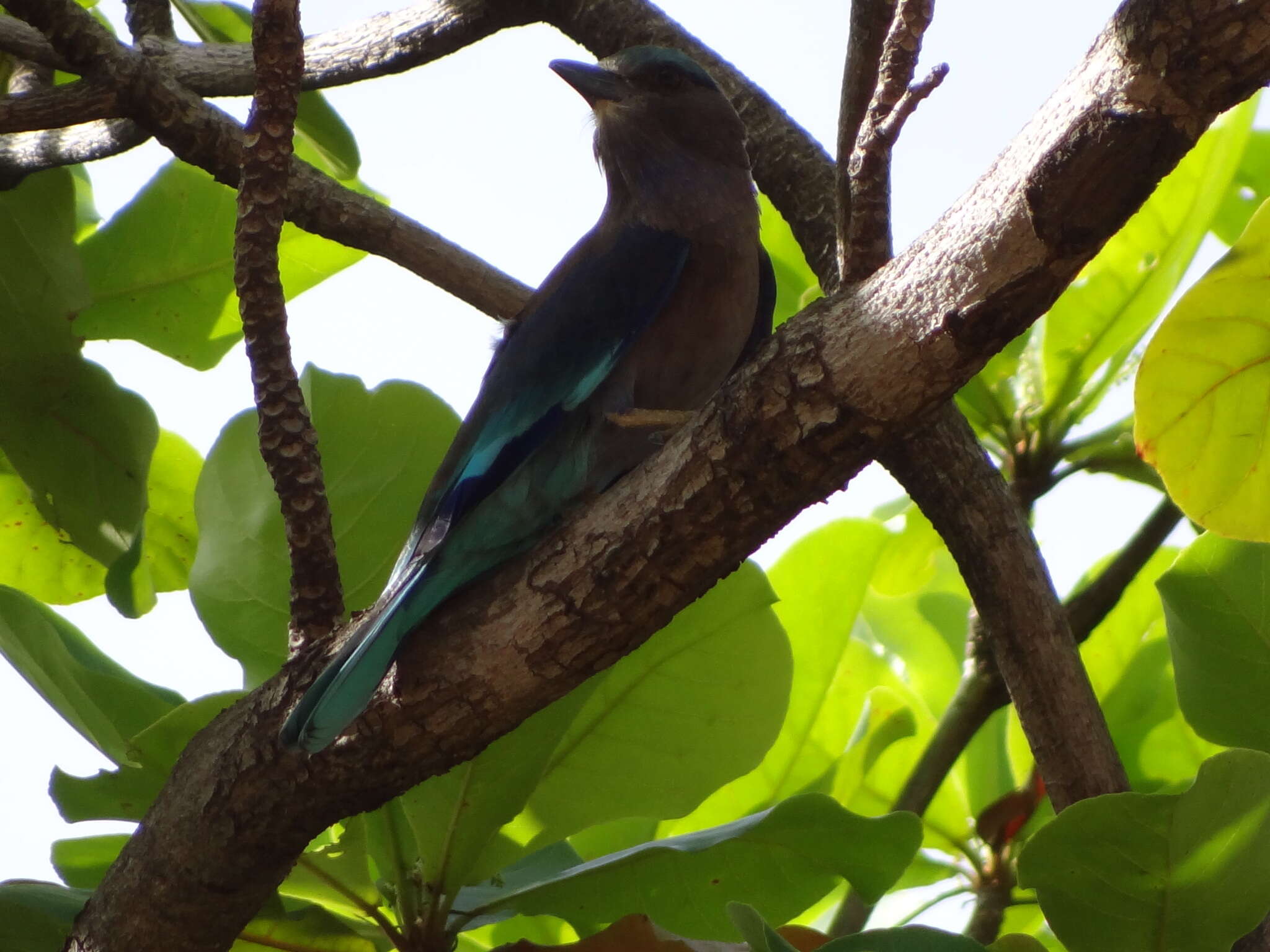 Image of Indochinese Roller