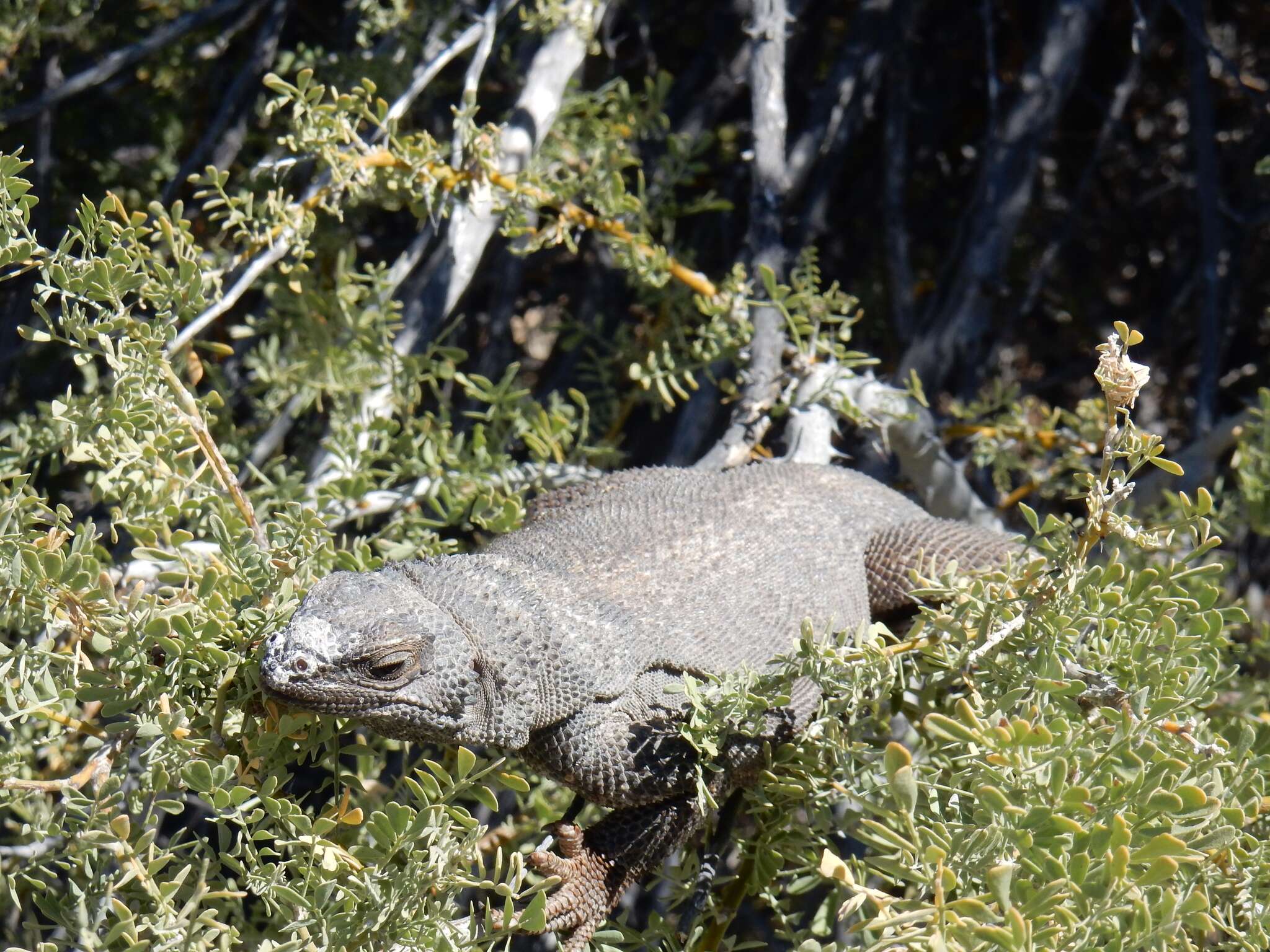 Image of Angel Island chuckwalla