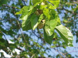 Image of white mulberry