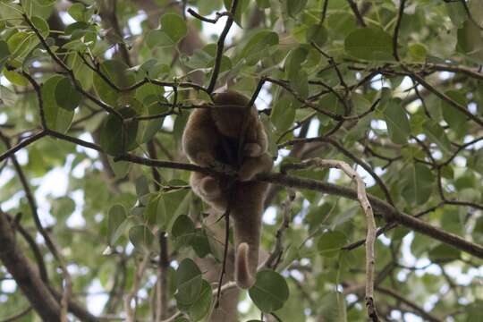 Image of silky anteaters