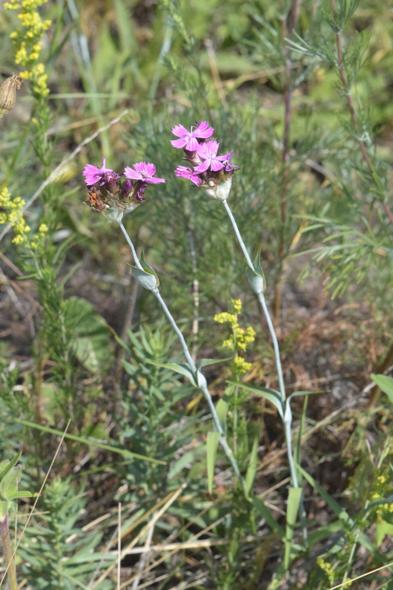 صورة Dianthus capitatus subsp. andrzejowskianus Zapal.