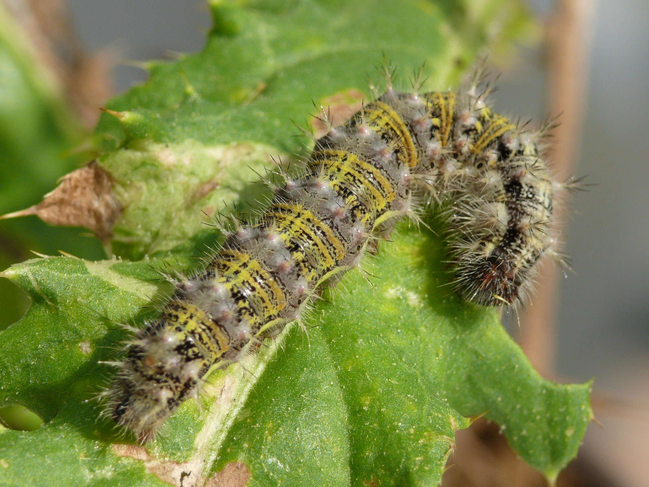 Image of Vanessa cardui