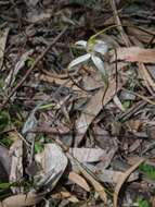 Image of Graceful spider orchid