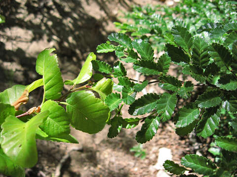 Image of roble beech