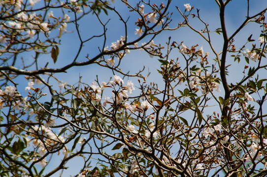 Image of pink trumpet-tree
