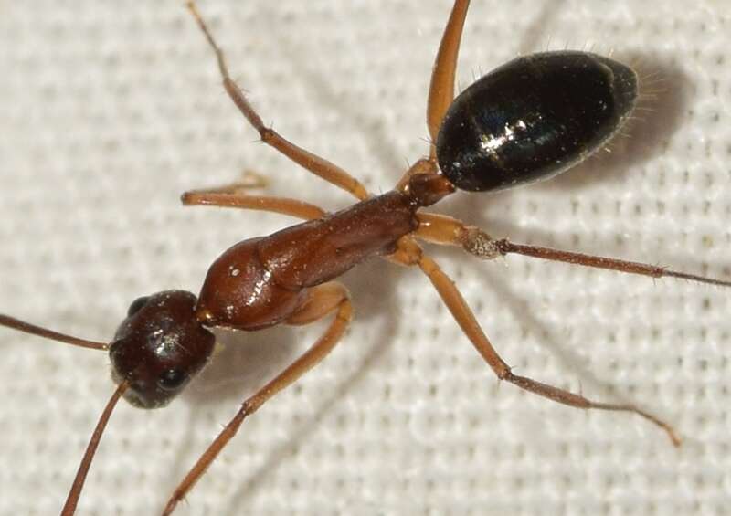 Imagem de Camponotus pilicornis (Roger 1859)