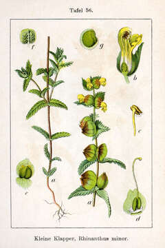 Image of Yellow rattle