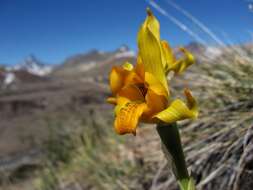 Image of Chloraea