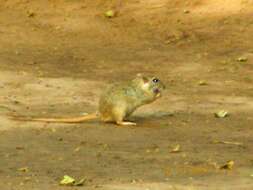 Image of gerbils, jirds, and relatives