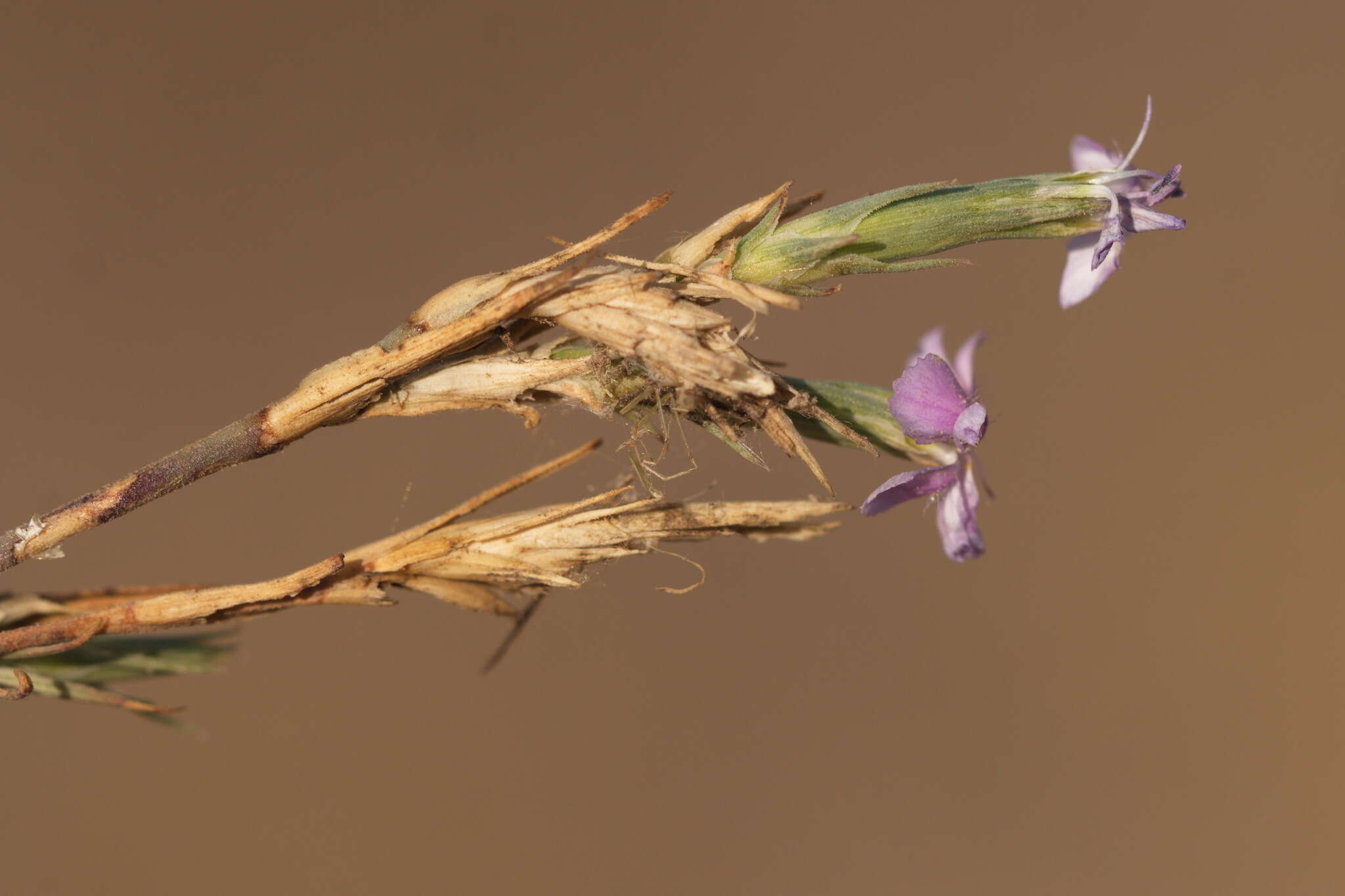 Image of Dianthus pseudarmeria M. Bieb.