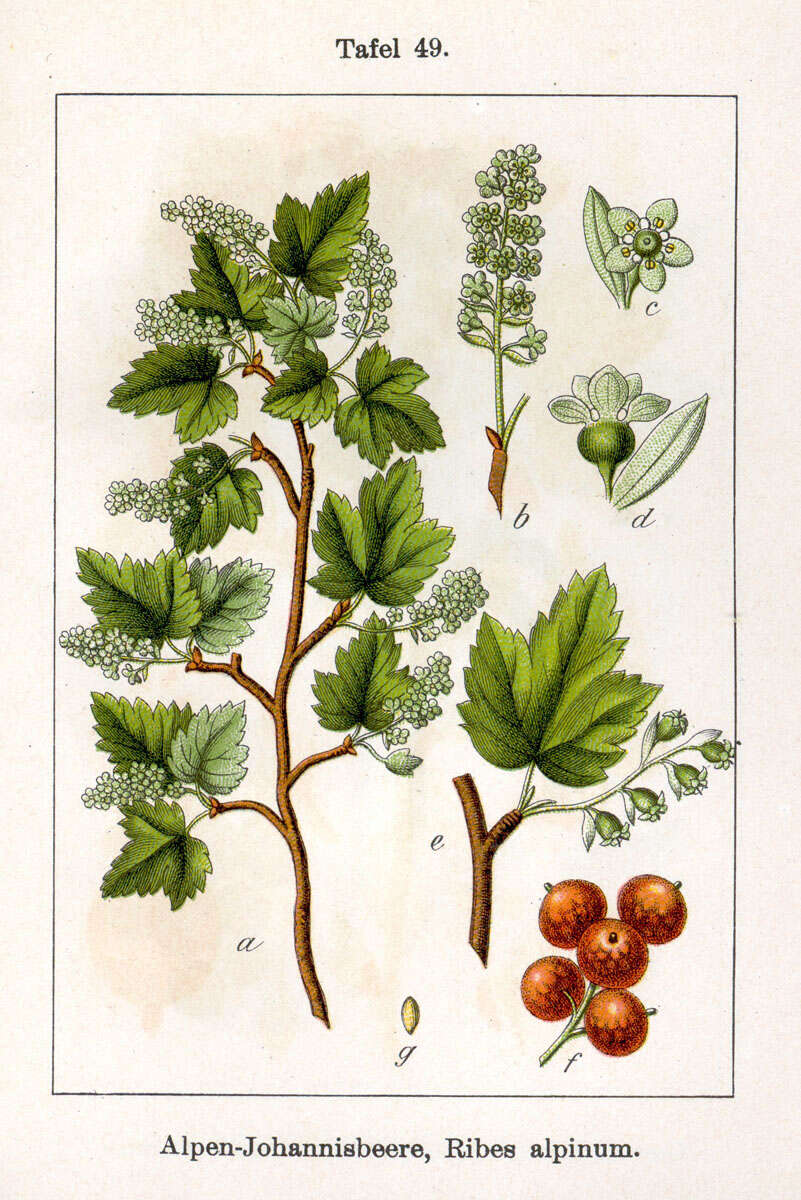 Image of Mountain Currant