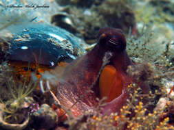 Image of Octopus americanus Froriep 1806