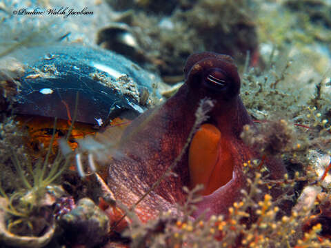 Image de Octopus americanus Froriep 1806