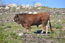 Image of Cow