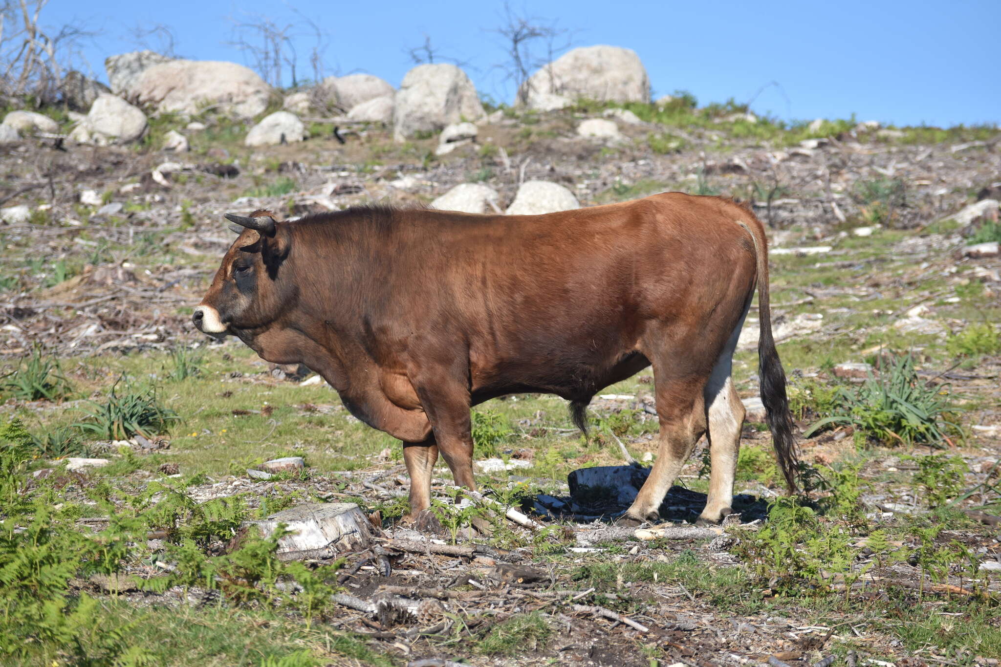 Image of Cow