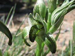 Image of Chloraea