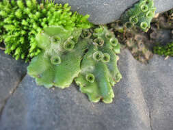 Image of common liverwort