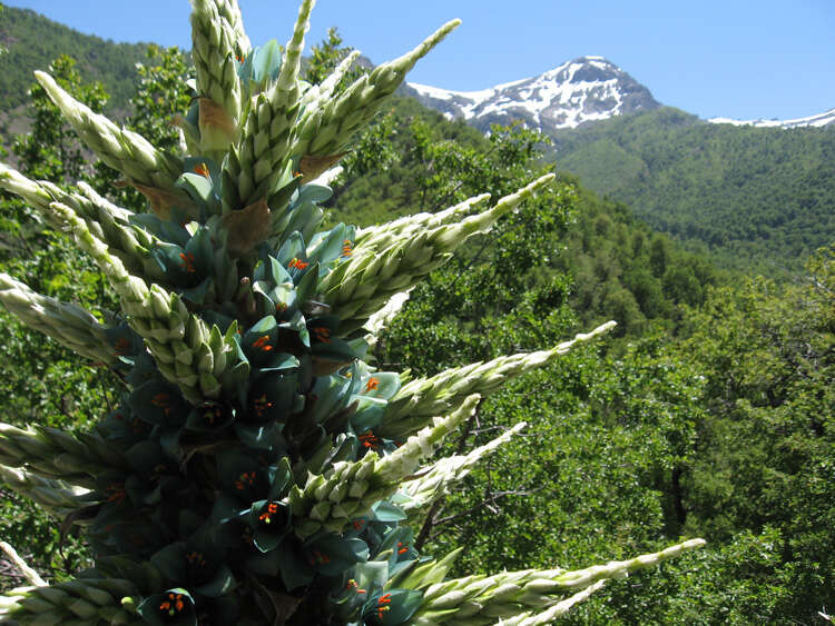 Image of Puya berteroniana Mez