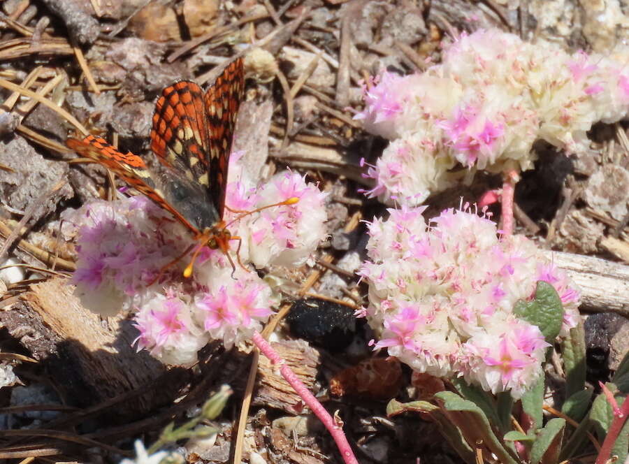 Euphydryas chalcedona sierra (W. G. Wright 1905)的圖片