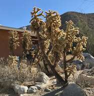 Image de Cylindropuntia fosbergii (C. B. Wolf) Rebman, M. A. Baker & Pinkava