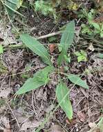 Image of fewleaf sunflower