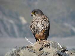 Image of New Zealand Falcon