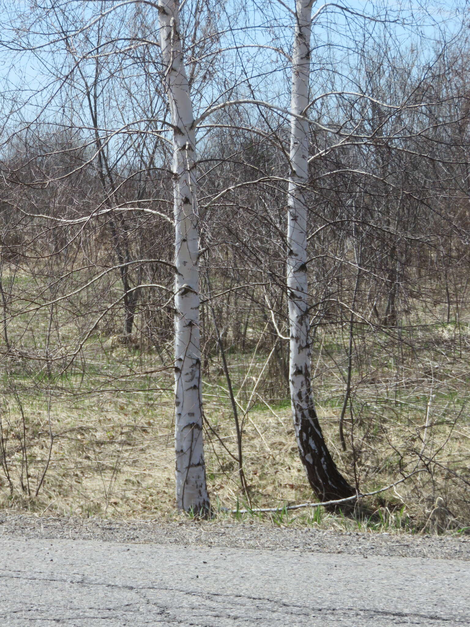 Image of Common Birch