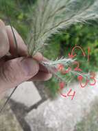 Image of hybrid beardgrass