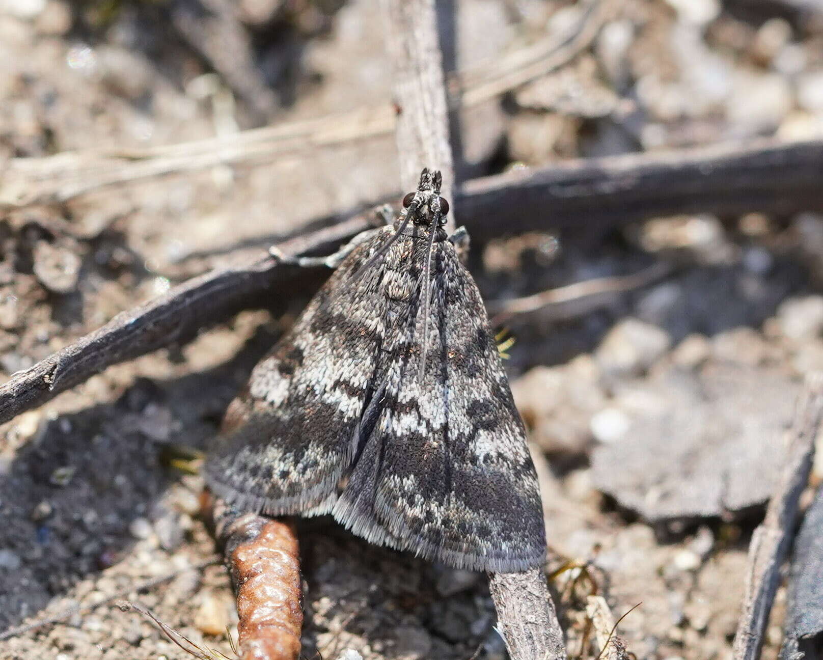 Image de Notocrambus