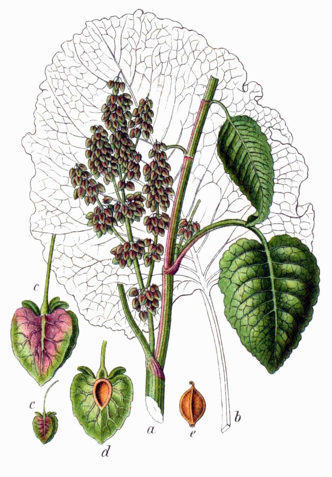 Image of Munk's rhubarb