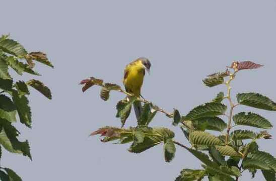 Image of Motacilla flava cinereocapilla Savi 1831