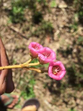 Image of Saurauia napaulensis DC.